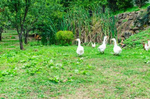 Agroturismo Agriturismo Luce