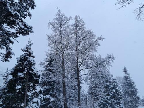 Apartamento Panorama, Appartement 34, Torgon Schweiz