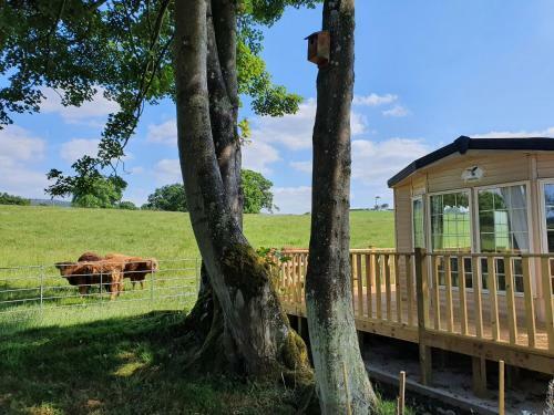 Gaerhyfryd Static Caravan