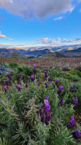 Villa Casa de Pena D'�guia - Douro Encantado