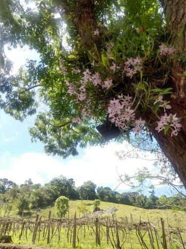 Canto Dos Pirilampos