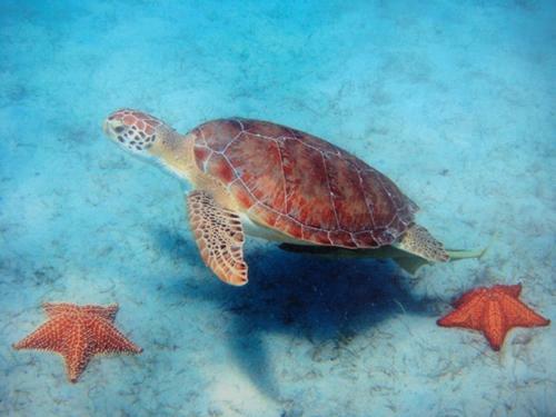 New Seahorse Apartment - Pet Friendly