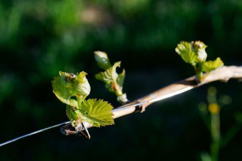 Hotel Weingut Winzerzimmer Rothsch�dl