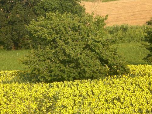 Bed & Breakfast I Ciliegi
