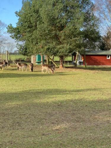 Apartamento Ferienhaus Am Damwildgatter