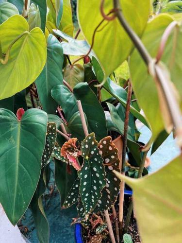 Apartamento Casa Bohique Tropical Rainforest Getaway