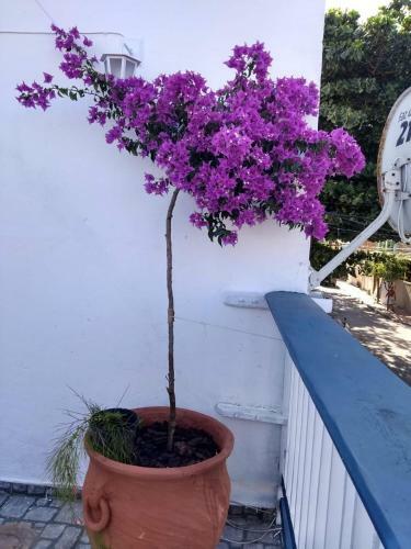 Apartamento Farol Su�tes