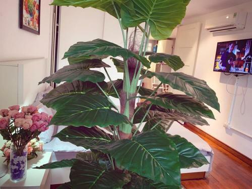 Mayhouse -cozy Harmony