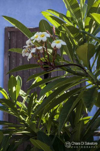 B&B Villa Francesco