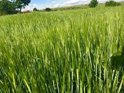 Agroturystyka Nad Jeziorem Silickim Ili?scy