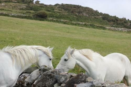 Bed & Breakfast Clifden Bay Lodge