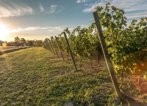 Agroturismo Tenuta La Borghetta