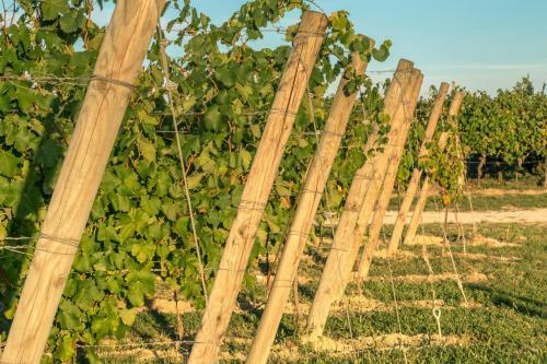 Agroturismo Tenuta La Borghetta