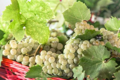 Agroturismo Tenuta La Borghetta