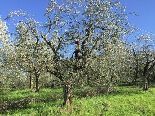Agroturismo Holiday Home Arco Bucine