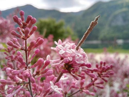 Hotel Albergo Parigi