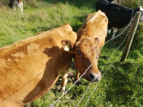 Apartamento Ferienhaus Fussenegger
