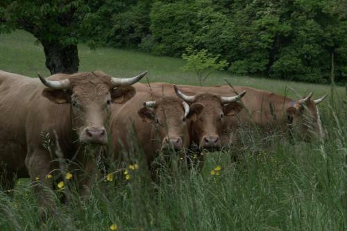 Hostal Domaine Du Tr�s-haut