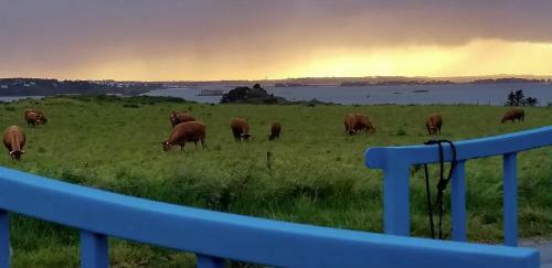 Vue Mer Et Campagne / C�te de T�r�nez