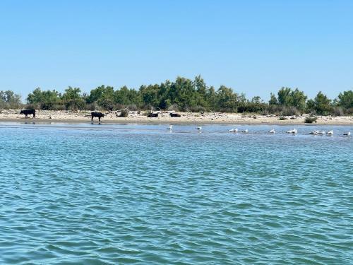 Apartamento R�sidence L?oiseau Des Sables