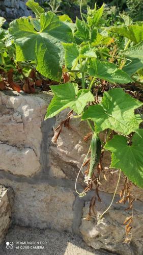 Apartmani Andric