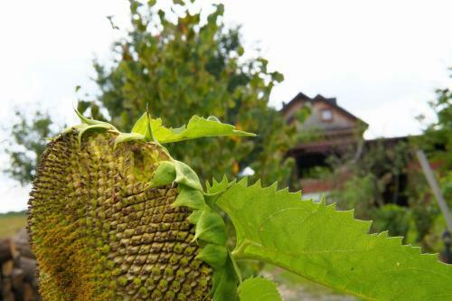 Agroturismo Dom Pachnacy Zywica