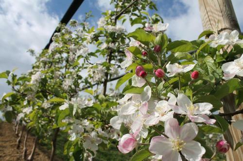 Agroturismo Obst & G�stehof Brandl