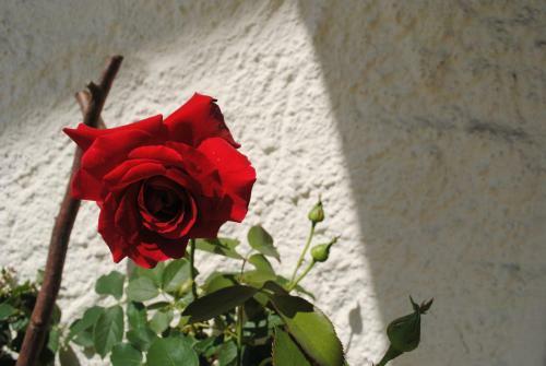 Apartamento Naturhaus Andrea
