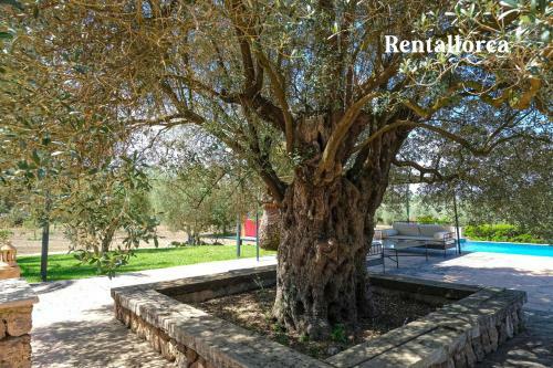 Finca S'olivar de Son Reixach - Rentallorca