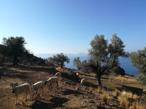 Apartamento Sea Breeze Ecological Villa