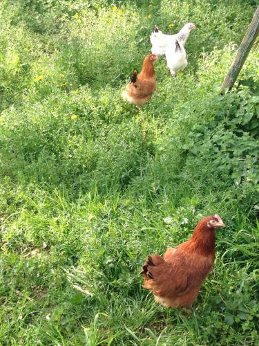 Bed & Breakfast Haras de La Croix D'argent