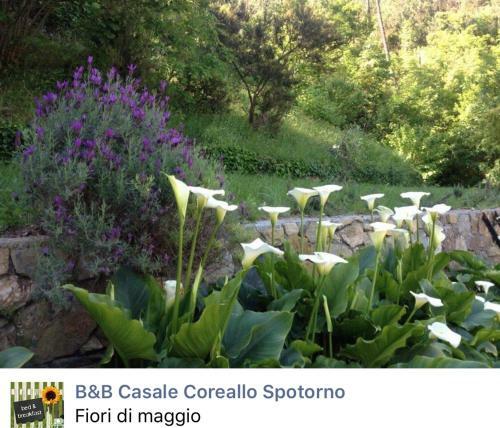 B&B Casale Coreallo Spotorno