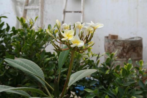 Albergue Auberge Keur Diame