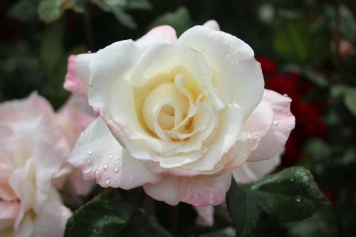 Garden View Bed & Breakfast Rolleston