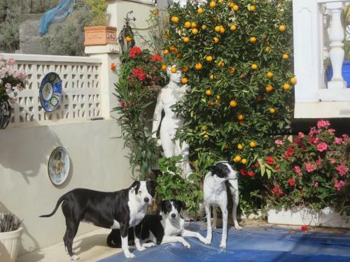 Apartamento Gartenapartment Finca Cortez