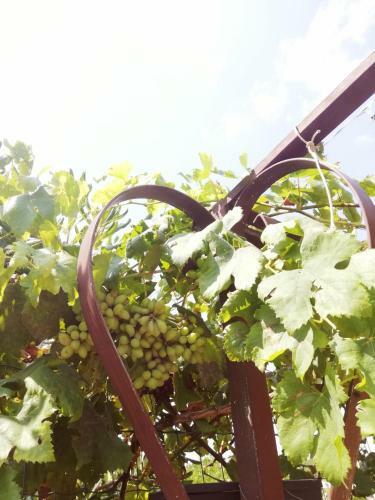 Il Piccolo Gelso - Marzamemi E Dintorni