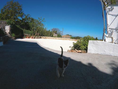 Bed & Breakfast Zante Hideaway II Nearby Shipwreck