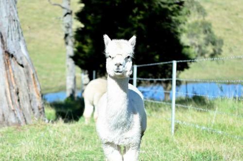 Somerton Barn: Alpacas, Cattle & Amazing Views