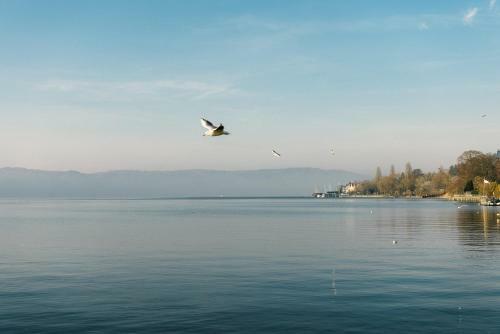 Apartamento Haus Zur Gerberei 100 M Zum Bodensee