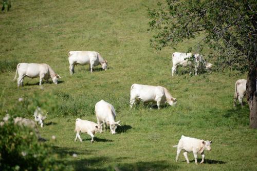 Domaine Des Monts Du M�connais