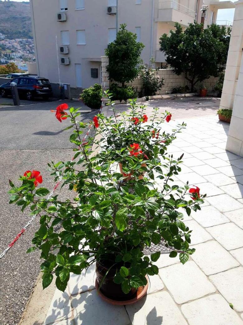 Apartments Pojko