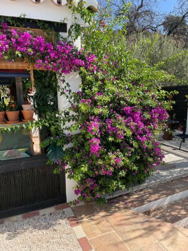 Apartamento Casita Oasis
