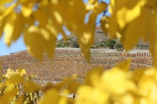 Hotel H�tel Le Domaine Des Vignes