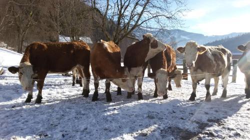 Agroturismo Pension Forsthof