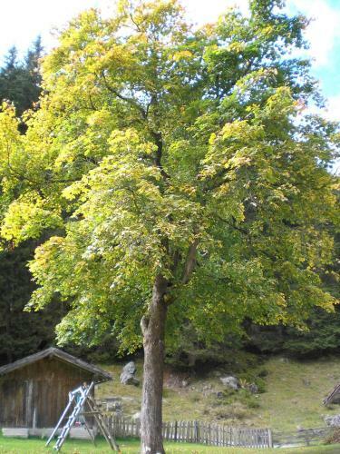 Posada Haus B�dele