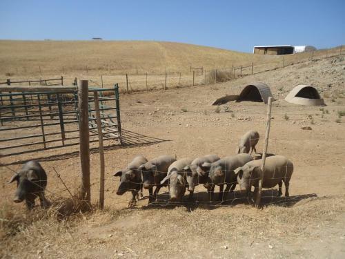 Agroturismo Herdade Dos Montes Bastos