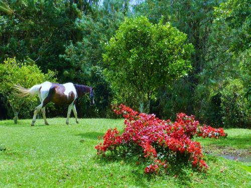 Hotel Finca El Cielo
