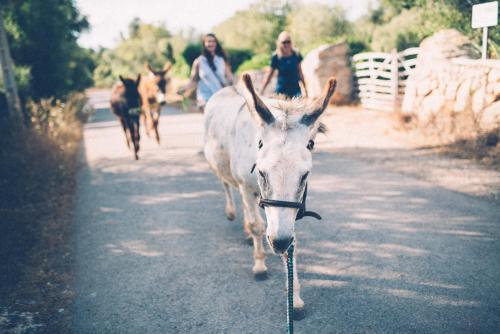 Agroturismo Finca Can Paulino