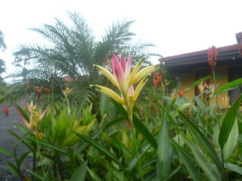 Hotel Arenal Rossi (.)