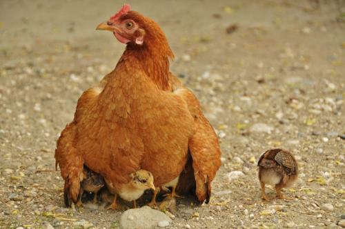Agroturismo Beymelek Tas Evler